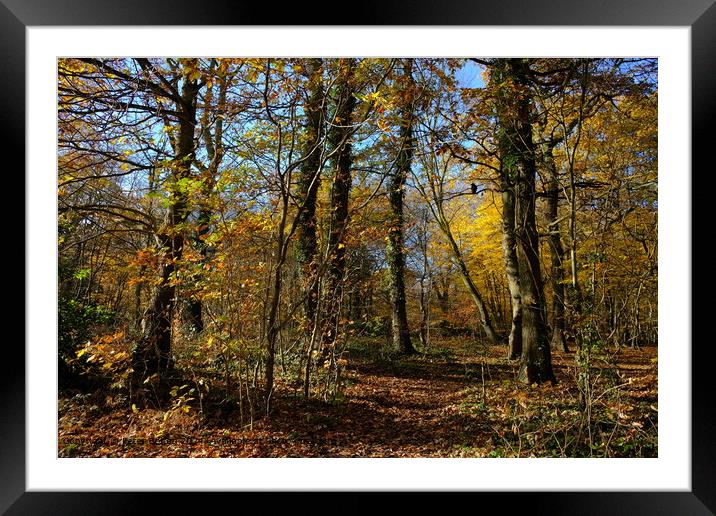 Belfairs Wood Leigh on Sea Framed Mounted Print by Peter Bolton