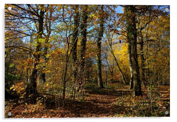 Belfairs Wood Leigh on Sea Acrylic by Peter Bolton