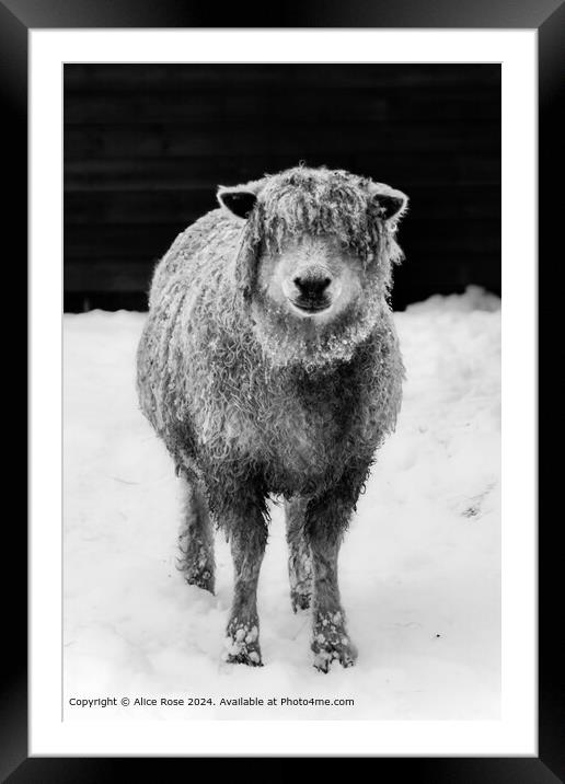 Cotswold Sheep Black and White Framed Mounted Print by Alice Rose Lenton