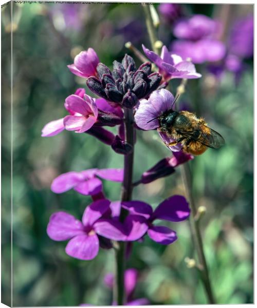 Busy Bee Canvas Print by Tom McPherson