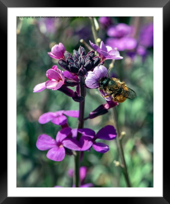 Busy Bee Framed Mounted Print by Tom McPherson