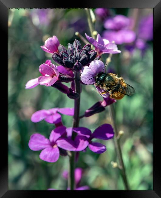 Busy Bee Framed Print by Tom McPherson