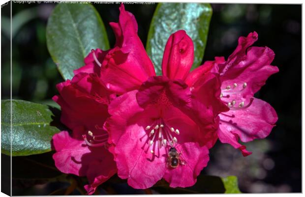 Bee on Rhododendron Canvas Print by Tom McPherson