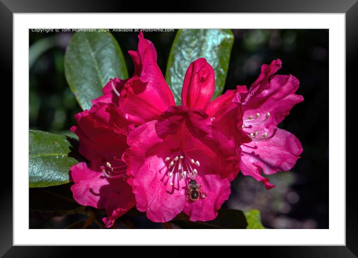 Bee on Rhododendron Framed Mounted Print by Tom McPherson