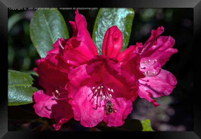 Bee on Rhododendron Framed Print by Tom McPherson