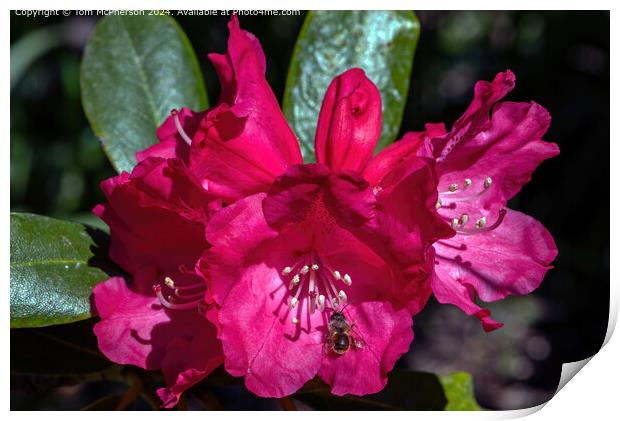 Bee on Rhododendron Print by Tom McPherson