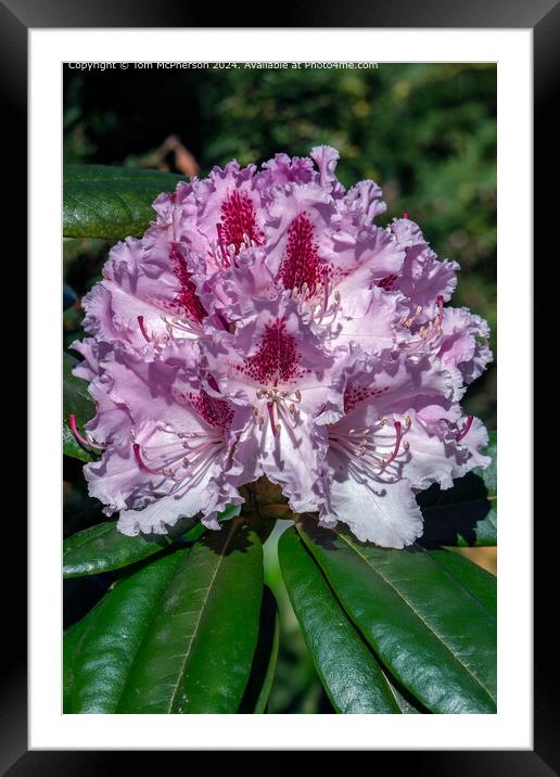A rhododendron Framed Mounted Print by Tom McPherson