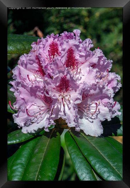 A rhododendron Framed Print by Tom McPherson