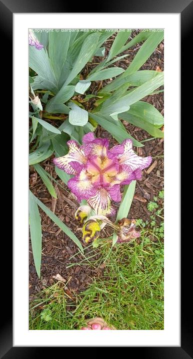 Purple Iris Closeup Nature Framed Mounted Print by Barbara Rea