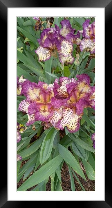 Iris Lily Closeup Nature Framed Mounted Print by Barbara Rea