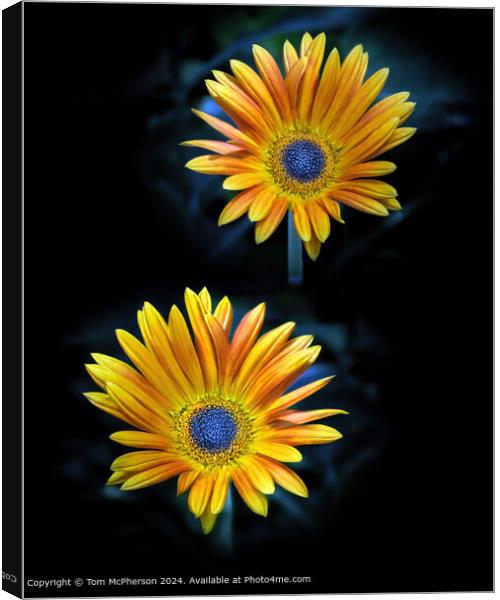 African Daisy, macro image Canvas Print by Tom McPherson