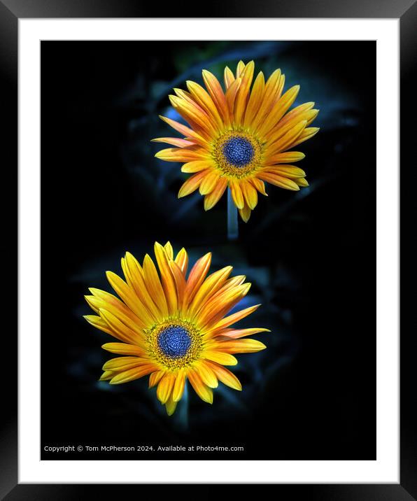 African Daisy, macro image Framed Mounted Print by Tom McPherson