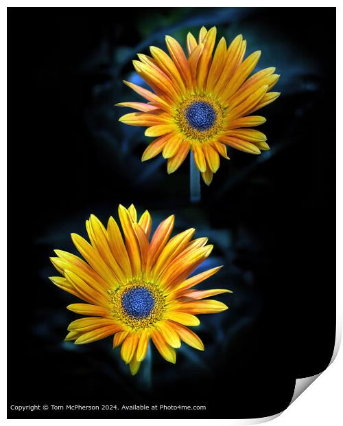 African Daisy, macro image Print by Tom McPherson