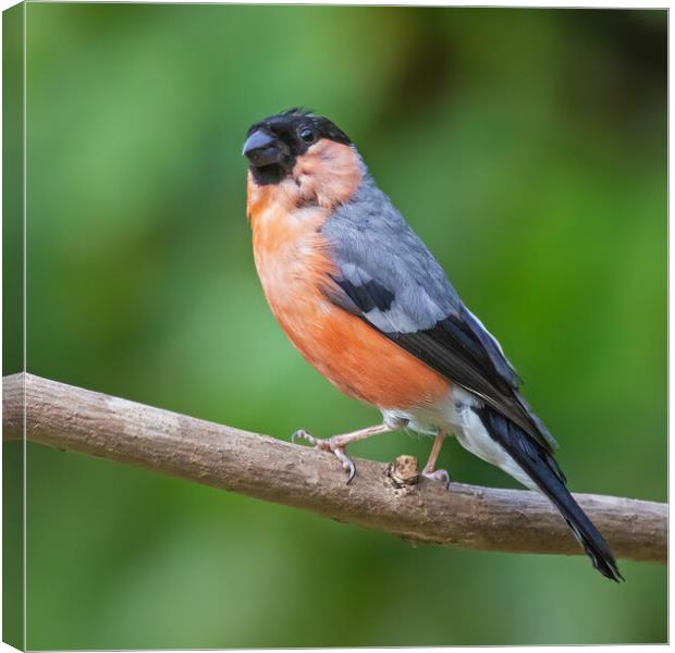 Beautiful male Bullfinch perched on a branch Canvas Print by Ian Duffield