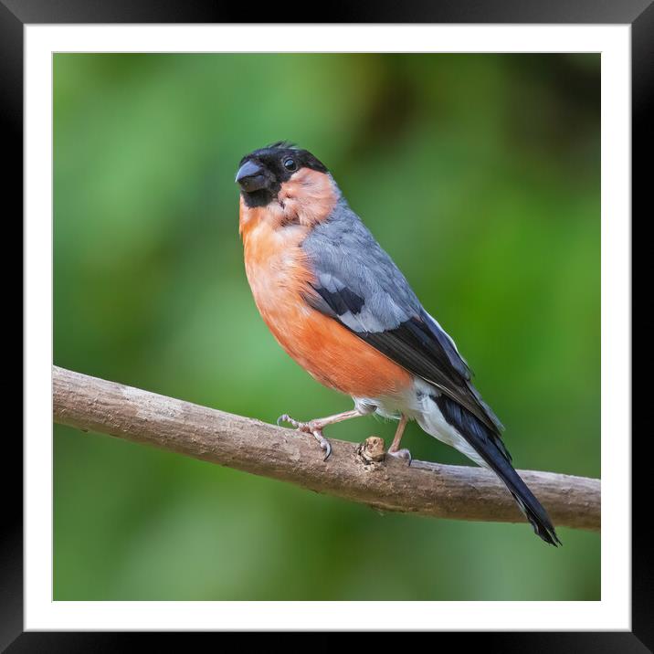 Beautiful male Bullfinch perched on a branch Framed Mounted Print by Ian Duffield