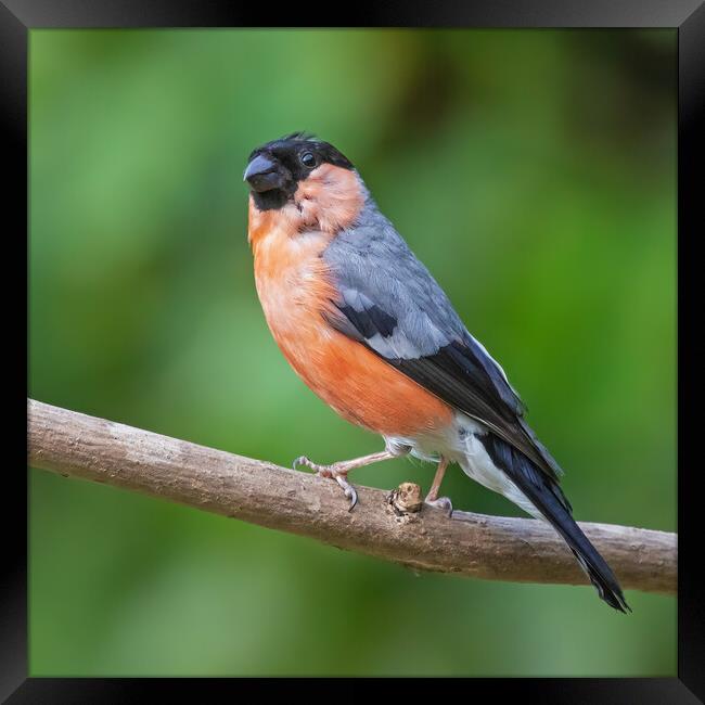 Beautiful male Bullfinch perched on a branch Framed Print by Ian Duffield