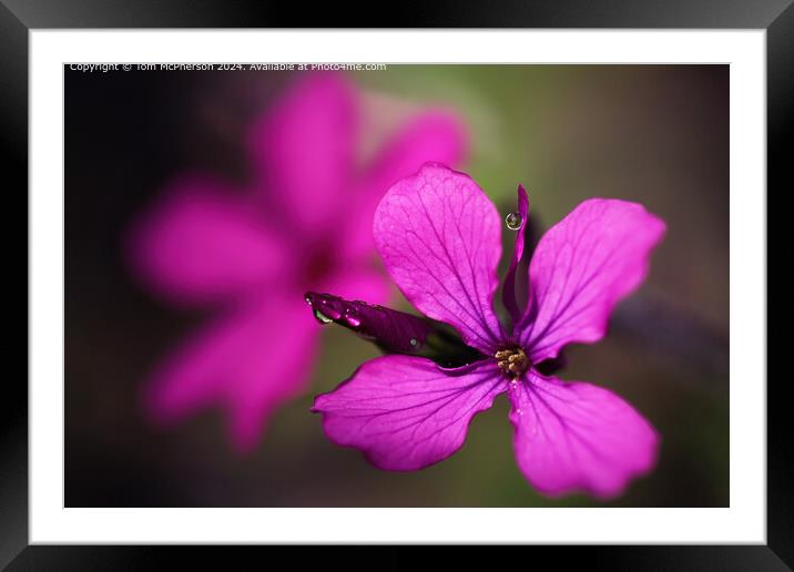 Delicate Purple Lunaria Macro Image Framed Mounted Print by Tom McPherson