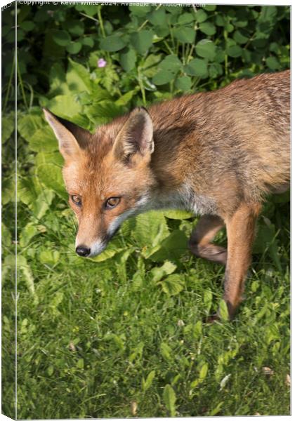 Red Fox close up Portrait Canvas Print by Kevin White