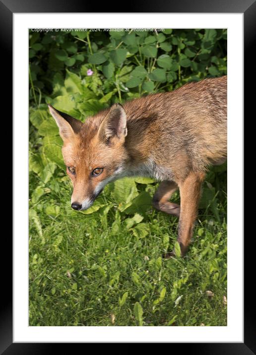 Red Fox close up Portrait Framed Mounted Print by Kevin White