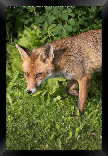 Red Fox close up Portrait Framed Print by Kevin White