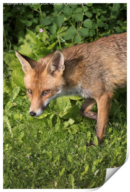 Red Fox close up Portrait Print by Kevin White