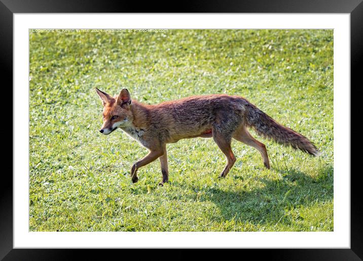Beautiful Red Fox Framed Mounted Print by Kevin White