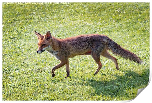 Beautiful Red Fox Print by Kevin White