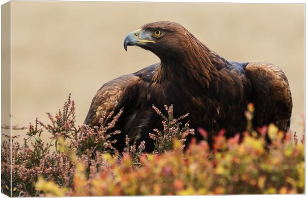 Majestic Golden Eagle in a moorland setting Canvas Print by Ian Duffield
