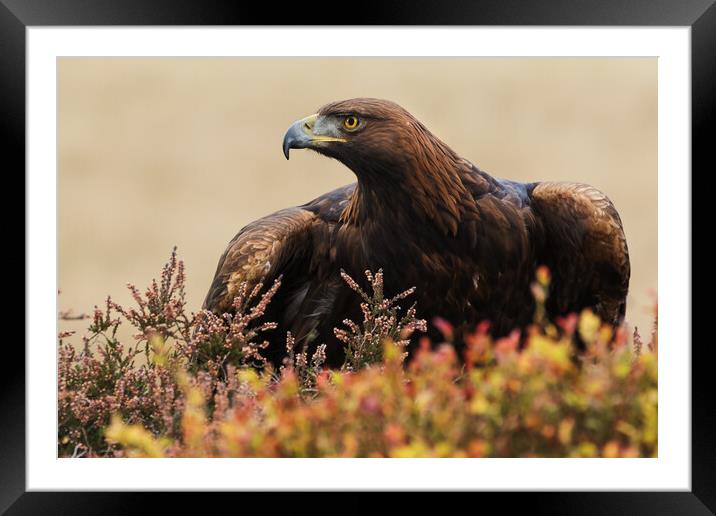 Majestic Golden Eagle in a moorland setting Framed Mounted Print by Ian Duffield
