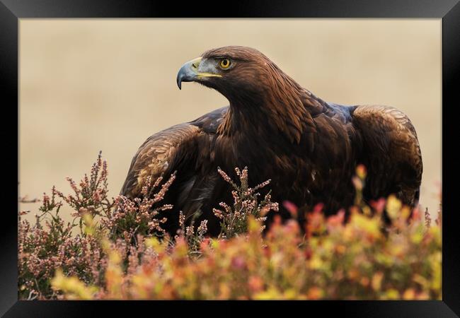Majestic Golden Eagle in a moorland setting Framed Print by Ian Duffield