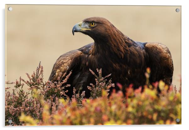 Majestic Golden Eagle in a moorland setting Acrylic by Ian Duffield