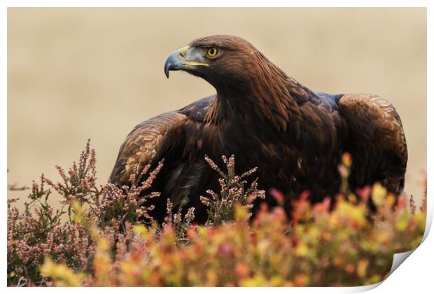 Majestic Golden Eagle in a moorland setting Print by Ian Duffield
