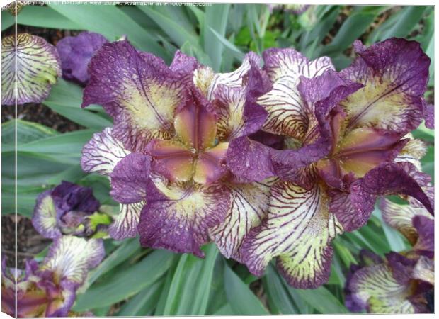 Purple Iris Botanical Beauty Canvas Print by Barbara Rea