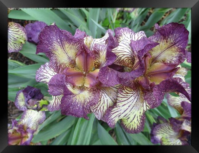 Purple Iris Botanical Beauty Framed Print by Barbara Rea