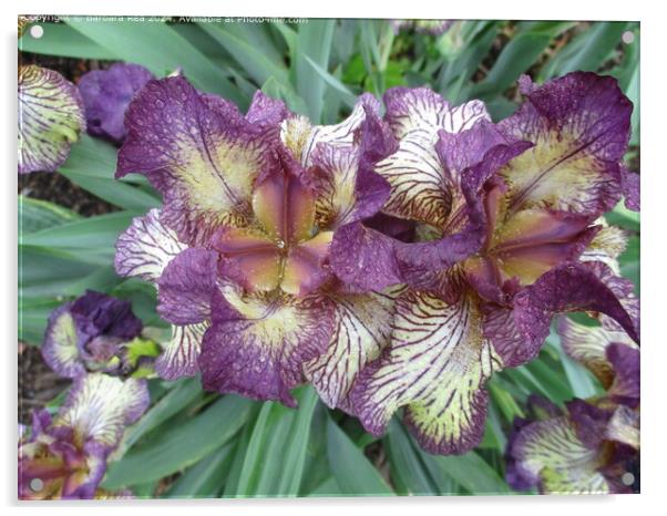 Purple Iris Botanical Beauty Acrylic by Barbara Rea