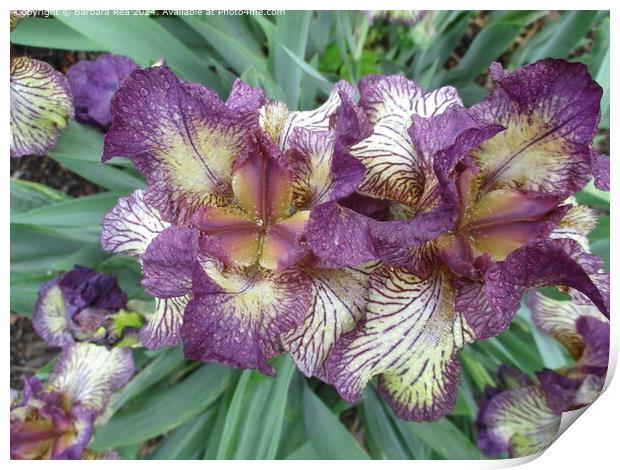 Purple Iris Botanical Beauty Print by Barbara Rea
