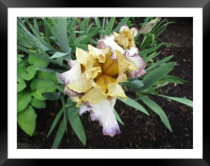 Yellow Iris Blooming Closeup Framed Mounted Print by Barbara Rea