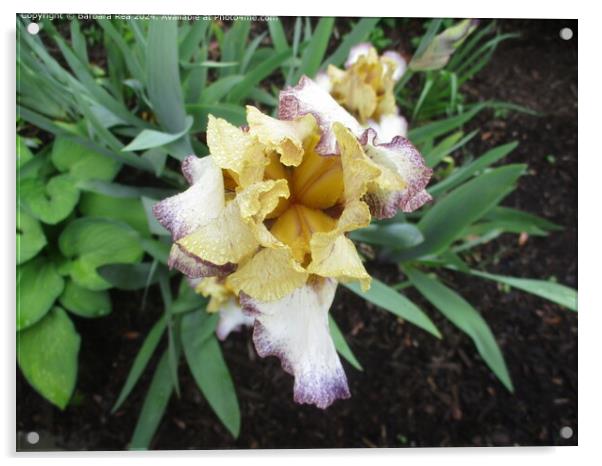 Yellow Iris Blooming Closeup Acrylic by Barbara Rea