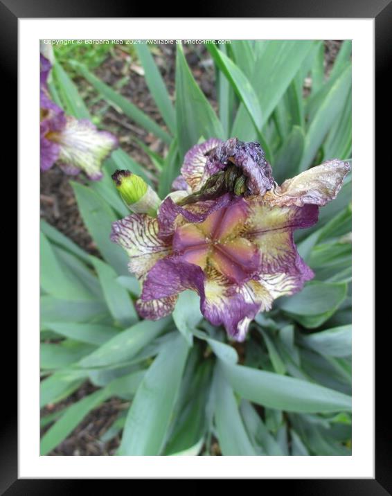 Purple Lily Blooming Urban Framed Mounted Print by Barbara Rea