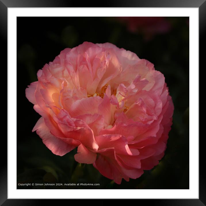 Pink Peony Flower Bloom Framed Mounted Print by Simon Johnson