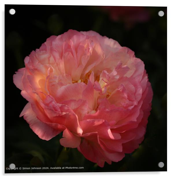 Pink Peony Flower Bloom Acrylic by Simon Johnson