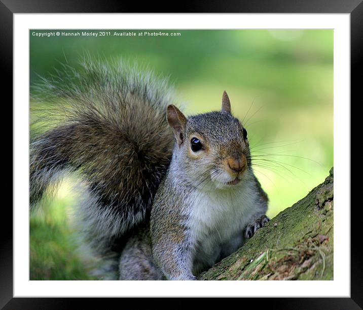 Squirrel Framed Mounted Print by Hannah Morley