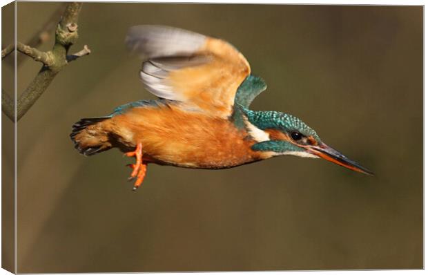 Dazzling Kingfisher in flight over the River Ver,  Canvas Print by Ian Duffield