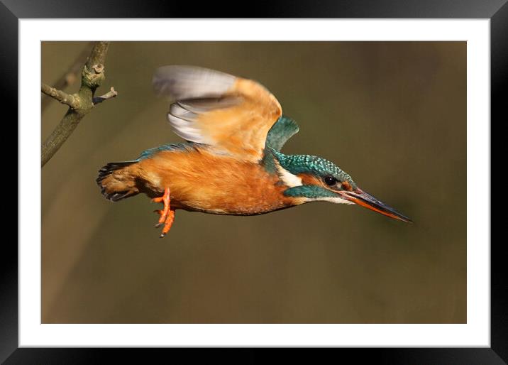 Dazzling Kingfisher in flight over the River Ver,  Framed Mounted Print by Ian Duffield