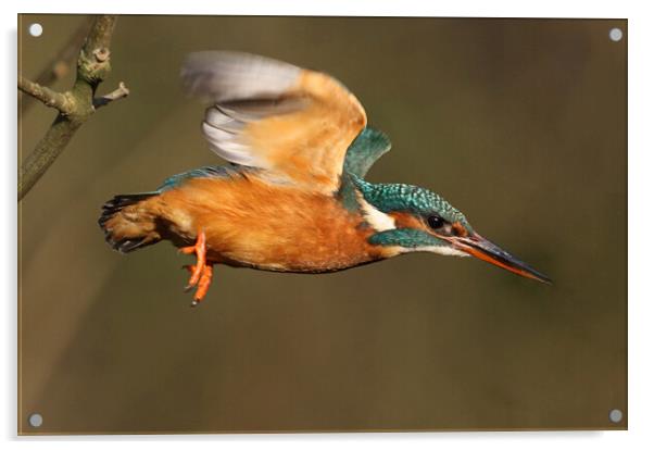 Dazzling Kingfisher in flight over the River Ver,  Acrylic by Ian Duffield