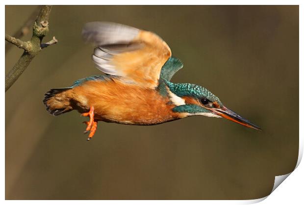 Dazzling Kingfisher in flight over the River Ver,  Print by Ian Duffield