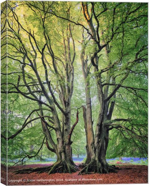 Bluebell Woods Landscape Canvas Print by Fraser Hetherington