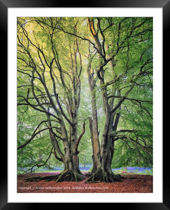 Bluebell Woods Landscape Framed Mounted Print by Fraser Hetherington