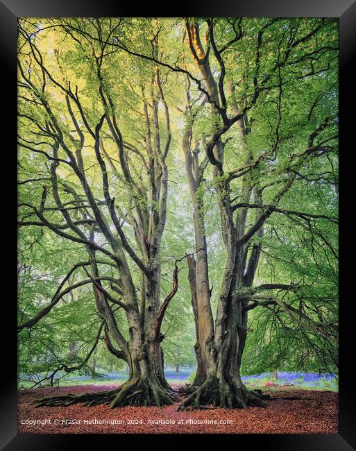 Bluebell Woods Landscape Framed Print by Fraser Hetherington