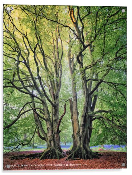Bluebell Woods Landscape Acrylic by Fraser Hetherington